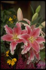 各种花素材图片012