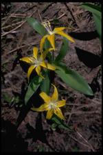 各种花素材图片013