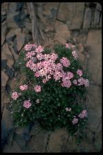 各种花素材图片015