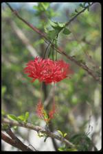 各种花素材图片017