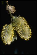 各种花素材图片018