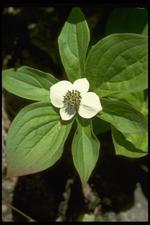 各种花素材图片022