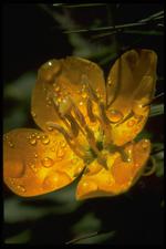 各种花素材图片023