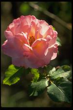 各种花素材图片024