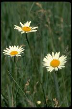 各种花素材图片025