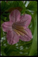 各种花素材图片028