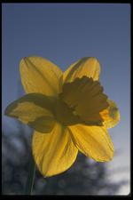 各种花素材图片029