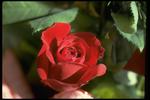 各种花素材图片074