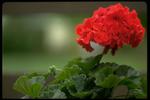 各种花素材图片077