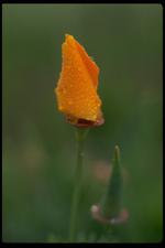 各种花素材图片079