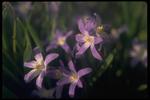 各种花素材图片088