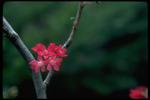 各种花素材图片097